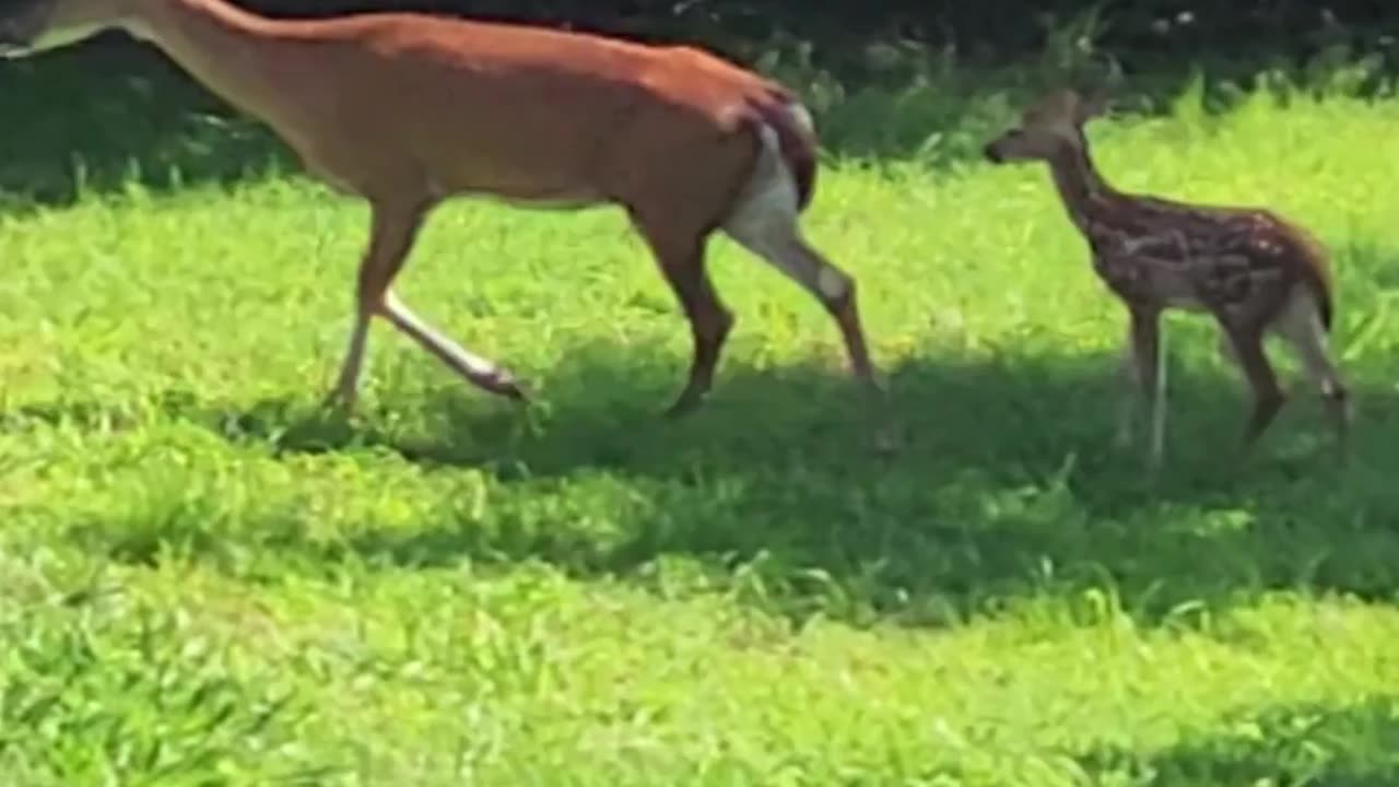 Young Deer Fawn Trying To Keep Up With Mother