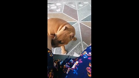 American bully dog friendly