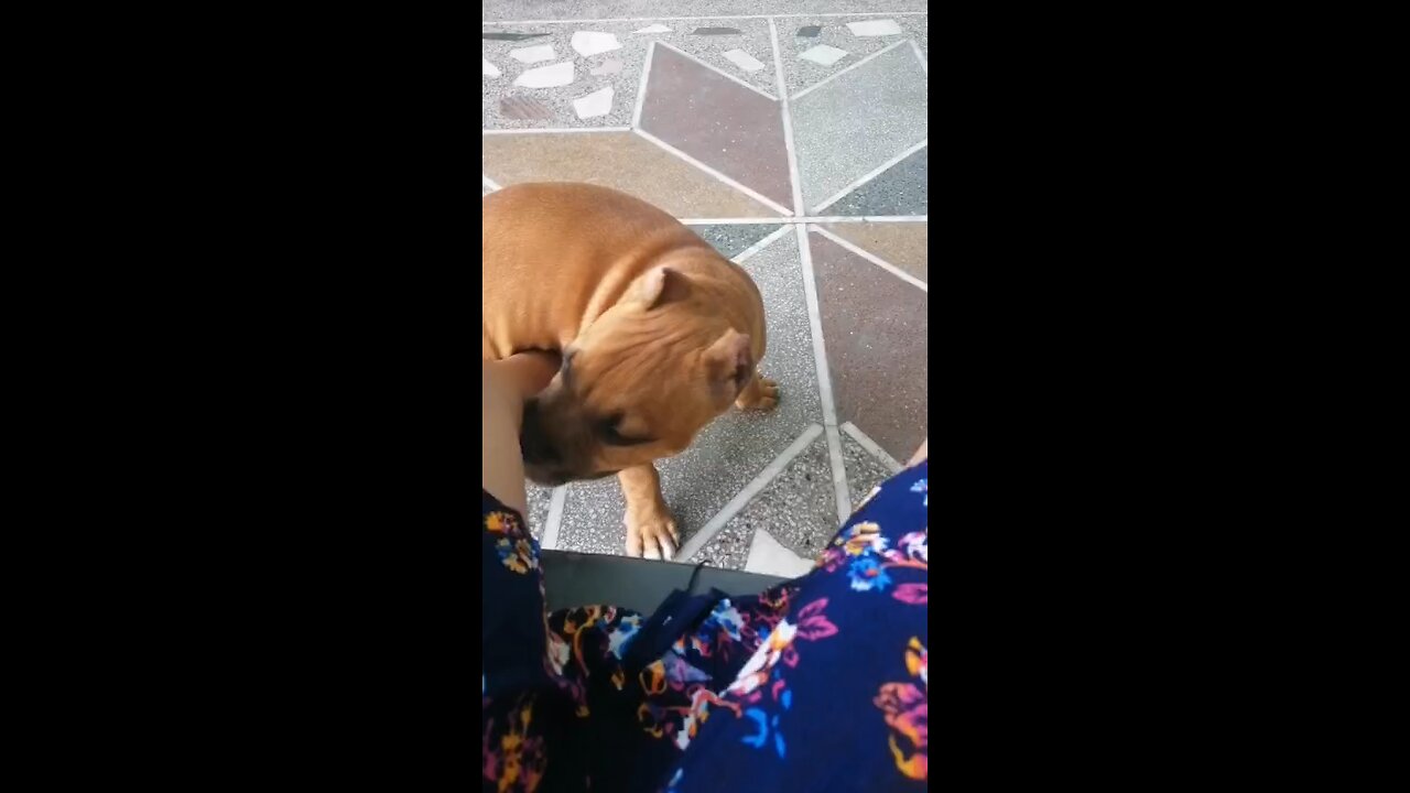 American bully dog friendly