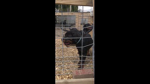 Doney Uno Rotties