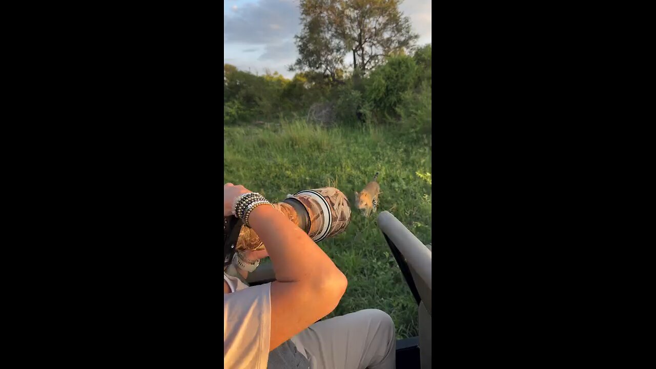Close Encounter With The Female Leopard