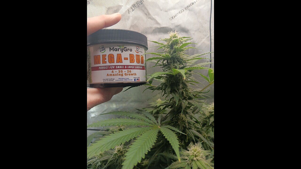 Wedding cheesecake feeding day!