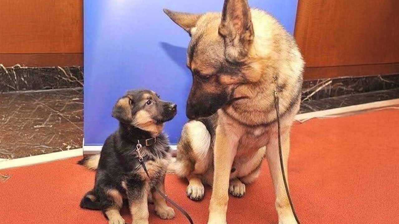 100 Pound Dog Is The Perfect Nanny To Tiny Puppies 😂 FUNNIEST Dogs Video!