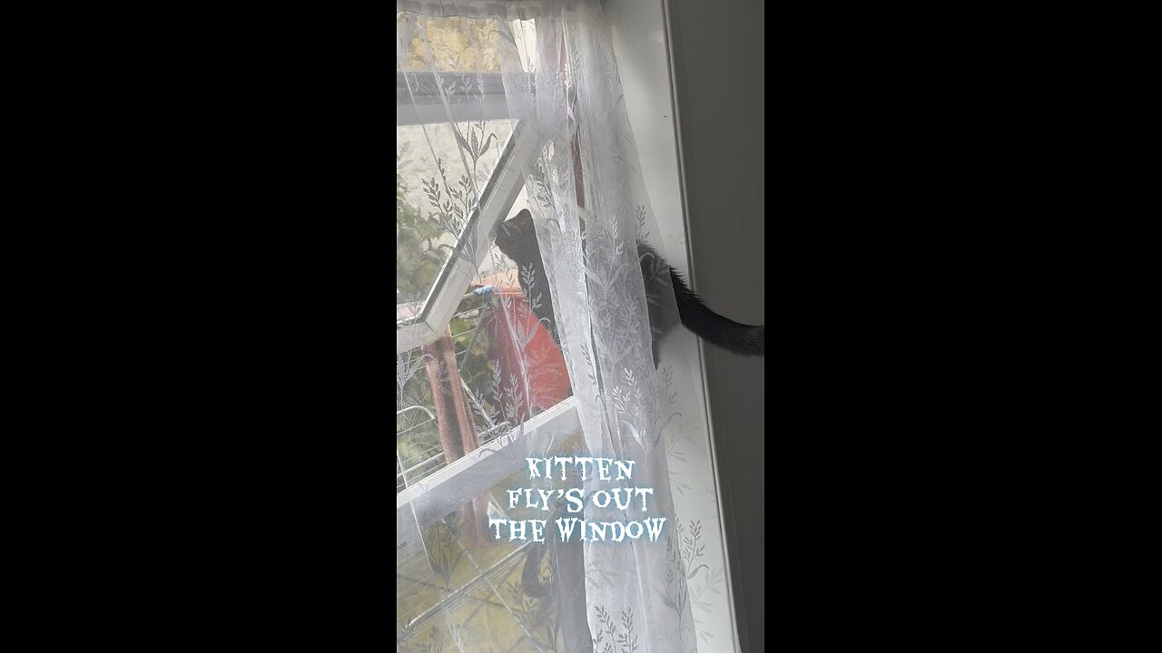 Elvis kitten wants out