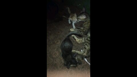 my cat moni and this her funny cat children