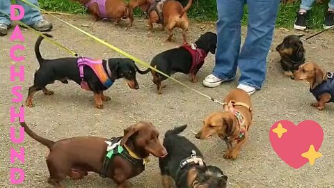 Supper Mini sausage Dogs Cute funny instagram videos Compilation