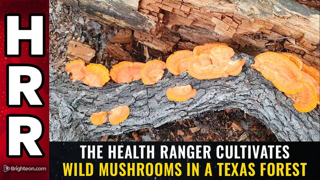 The Health Ranger cultivates wild mushrooms in a Texas forest