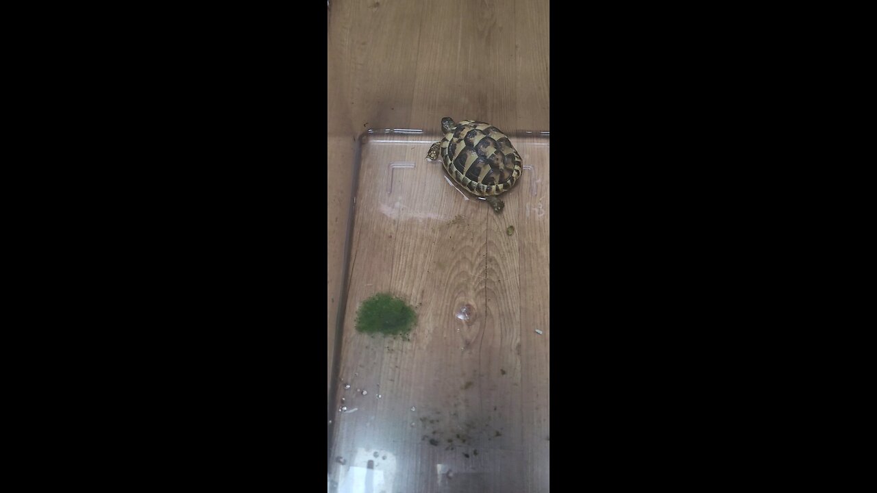 tortoise on water