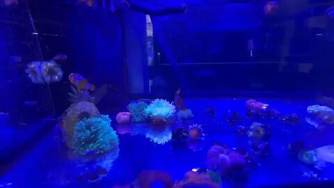 Aquarium