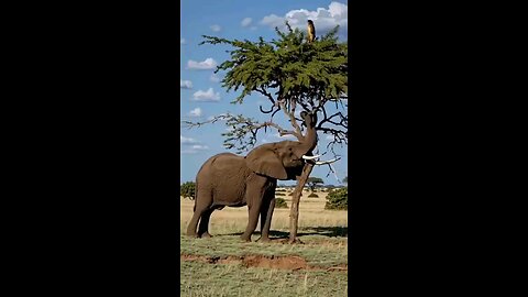 Elephant and the monkey
