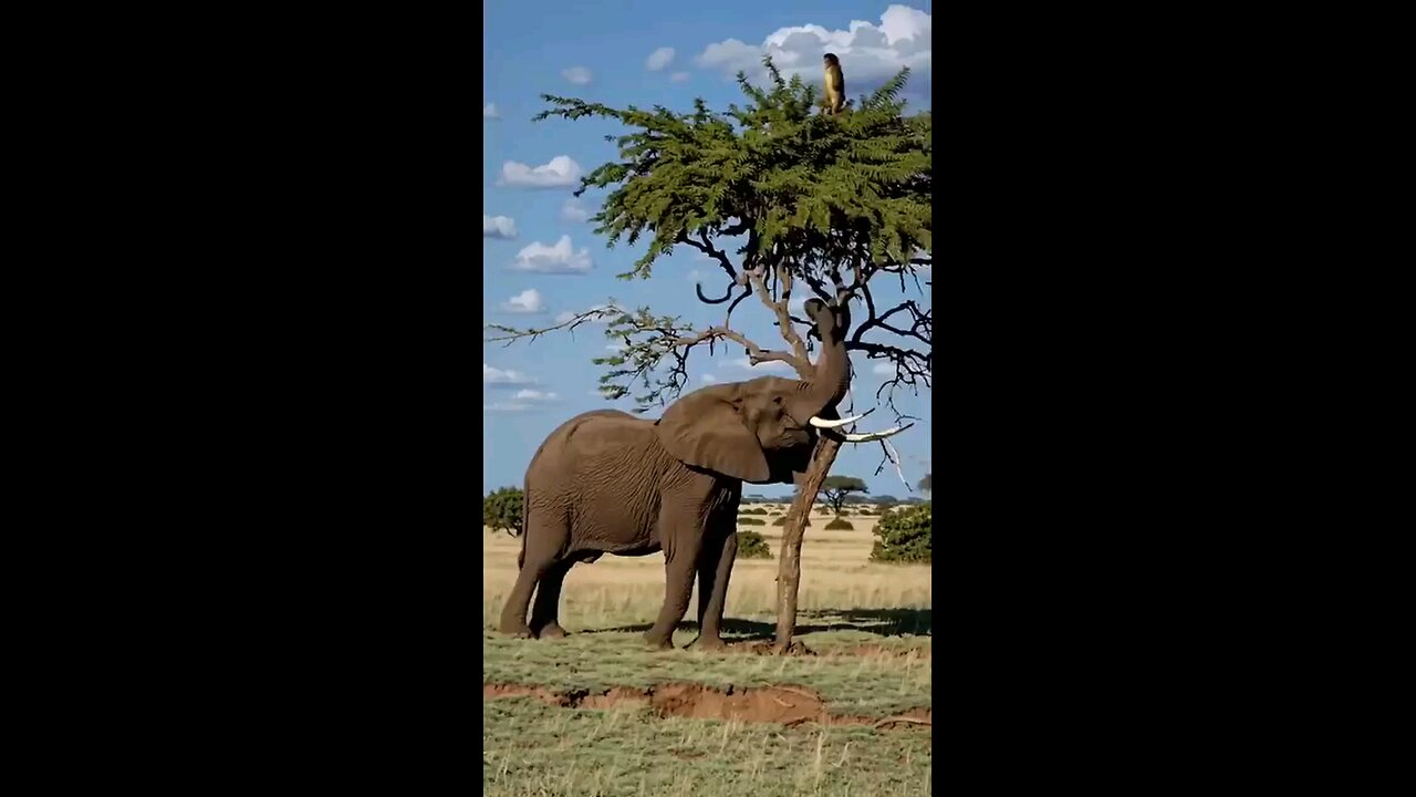 Elephant and the monkey