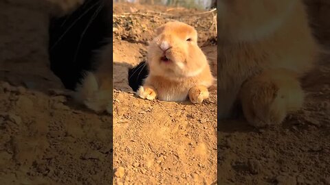 I'll just eat a strawberry for a little rabbit. Cute pet debut plan. Rabbit pastoral cute pet