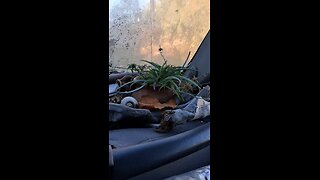 Good Morning Mr Plant