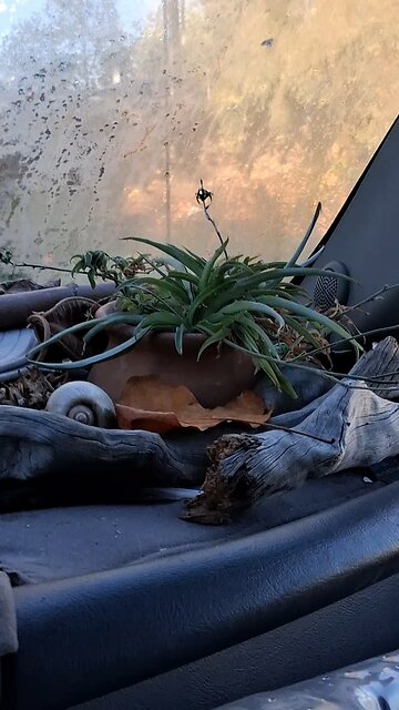 Good Morning Mr Plant