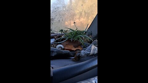 Good Morning Mr Plant