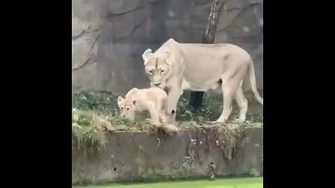 Lion Confused as It Accidentally Pushes Its Cube into the water