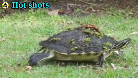 Species of tortoises found in wet regions