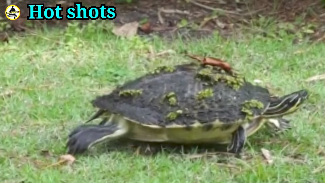 Species of tortoises found in wet regions