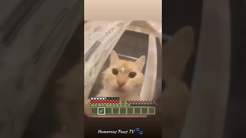 Funny Pet Frenzy! 🐾😂