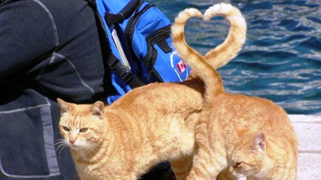 35 Cat Photos Taken At The Right Meowment