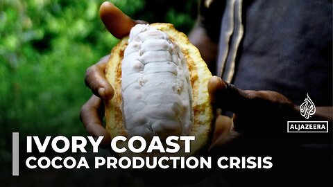 Ivory Coast_s cocoa production faces climate crisis_ disease_ and US tariffs