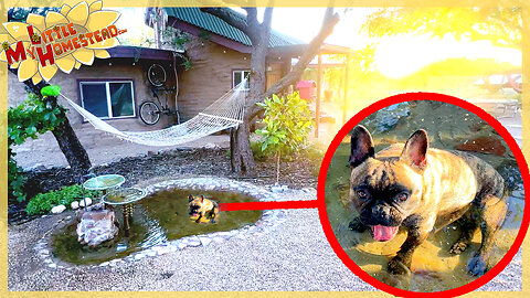 Creating a Dog-Friendly Pond in Our Courtyard | Monthly Peek Ep406
