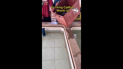 Is rising catfish for food worth it? #farming #fishfarming #recipes