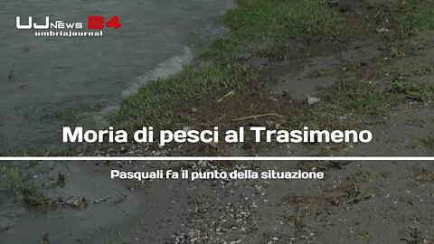 Moria di pesci al Trasimeno, Pasquali fa il punto della situazione