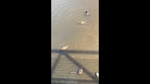 Mallard Ducks 🦆 #mallardducks #ducks #duck #swimming #followme #shorts #trending #viral