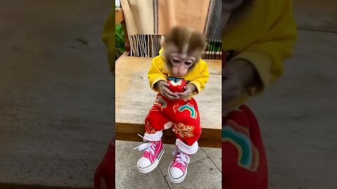 Happiness is as simple as a baby monkey’s sweet smile. 🥰✨