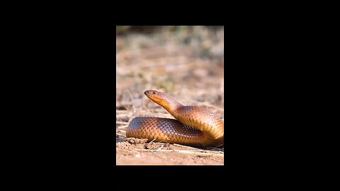 Honey badgers are a ferocious species of mammal distributed across parts of Africa