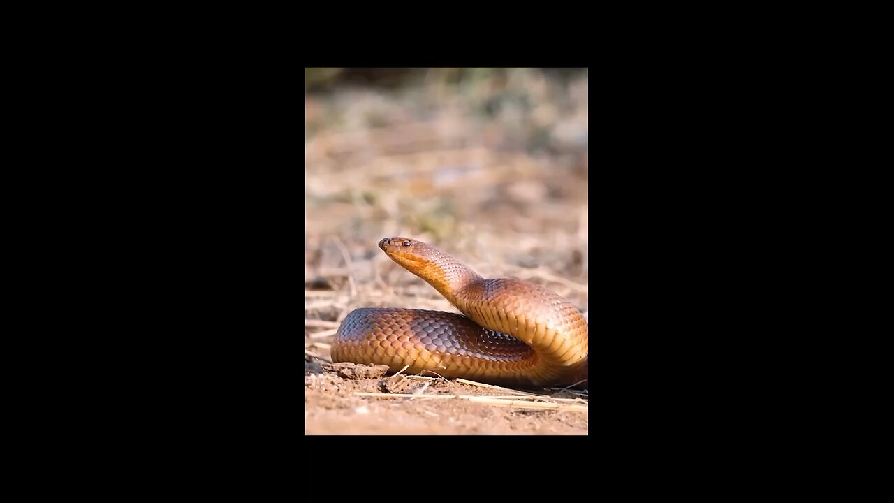 Honey badgers are a ferocious species of mammal distributed across parts of Africa