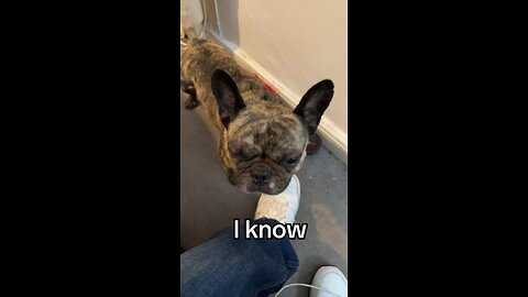 Frenchie not impressed