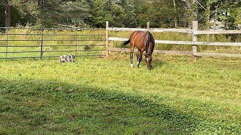 Pig and horse make friends