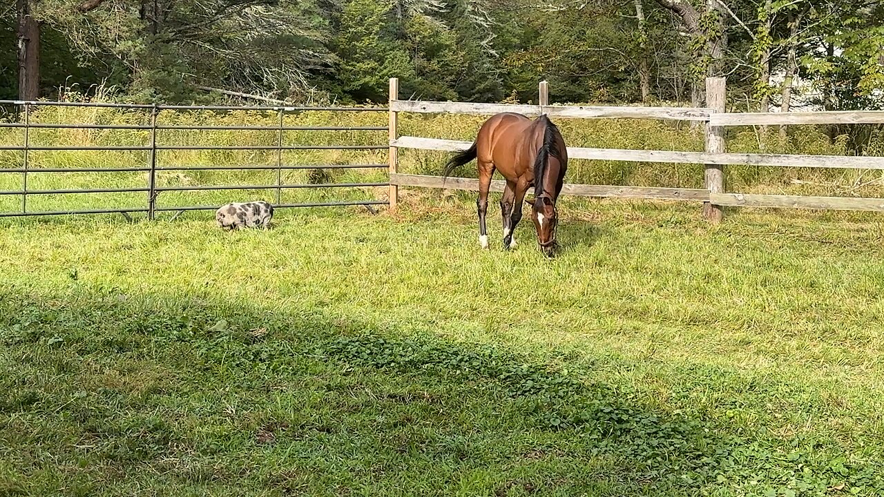 Pig and horse make friends