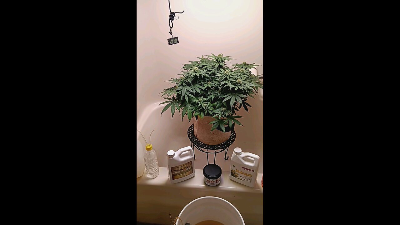 Mimosa cake week 10