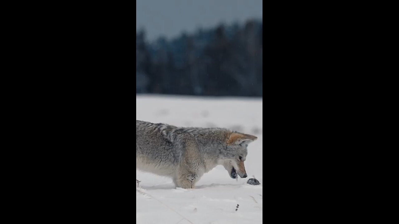 fox