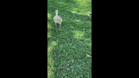 Egyptian Goose 🪿 #followme #egyptiangoose #goose #trending #viral #shorts