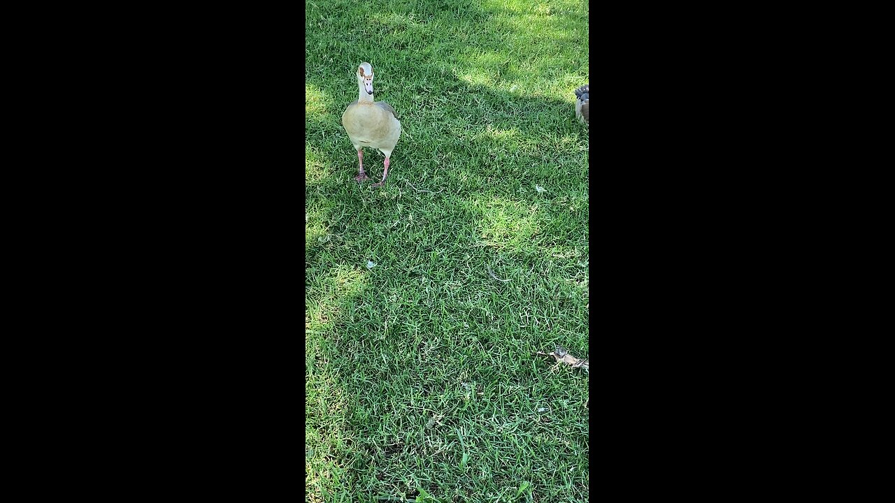 Egyptian Goose 🪿 #followme #egyptiangoose #goose #trending #viral #shorts