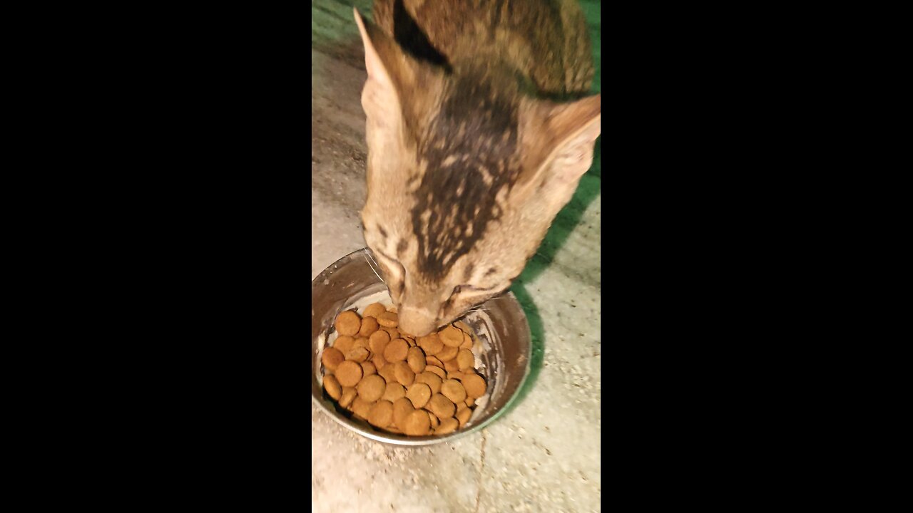my cats eating feed
