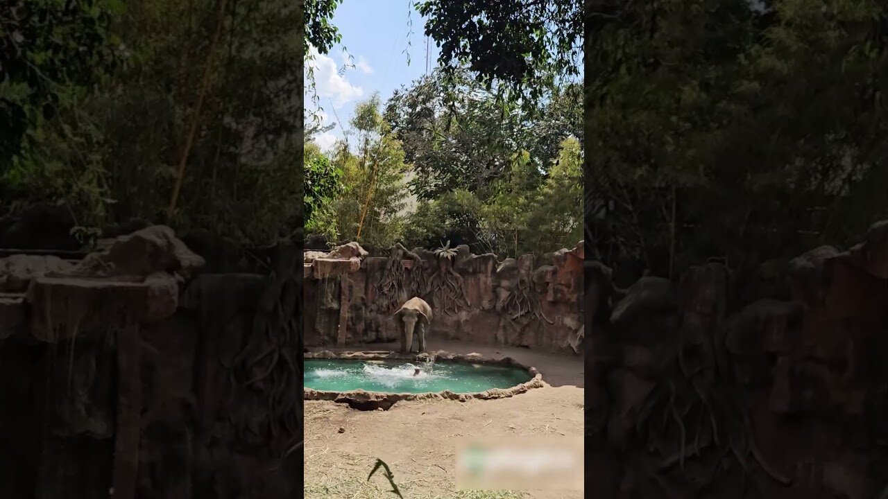 The elephant in the zoo raised the alarm to save his friend the gazelle