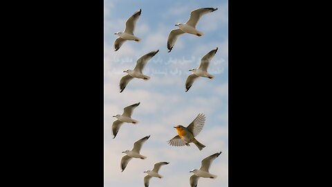 🕊️ توكل بثقة… كما تغدو الطيور خِماصًا وتروح بطانًا 🌤️