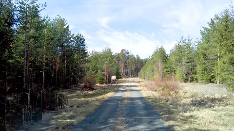Whispers of the Woods | A Tranquil Forest Walk with Birds & Blue Skies