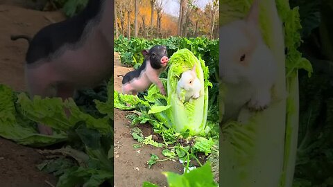 The rabbit's cabbage nest was taken away by Bajie. Cute pet debut plan. Rabbit. Rural cute pet.