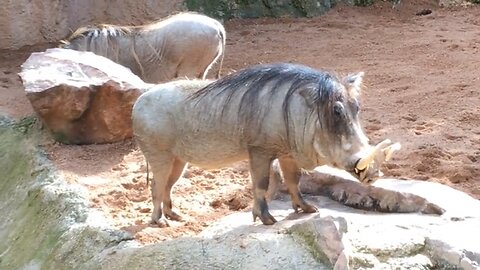 Bioparc Zoo (Valencia, Spain) 4 long