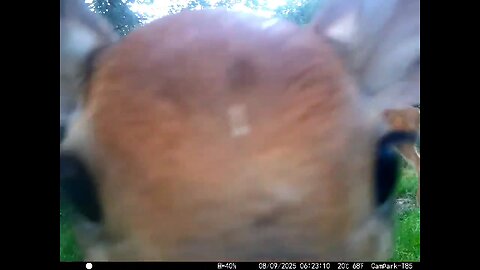 Deer Cam 08-09-2025 Does And Close Fawn Game Cam Trail Cam