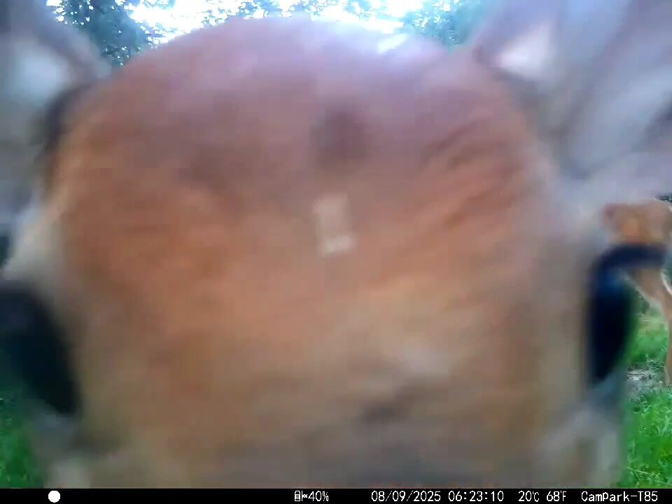 Deer Cam 08-09-2025 Does And Close Fawn Game Cam Trail Cam