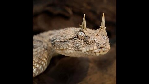 DUOLINGO STUDIARE CON LE RAGAZZE 15/2/26 🗿🐲💎🫴👽🦈