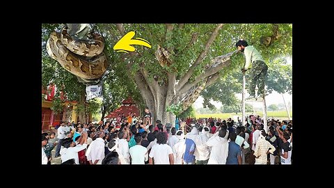 Giant Python Grips Devotee at Baba Vishwakarma Temple!”