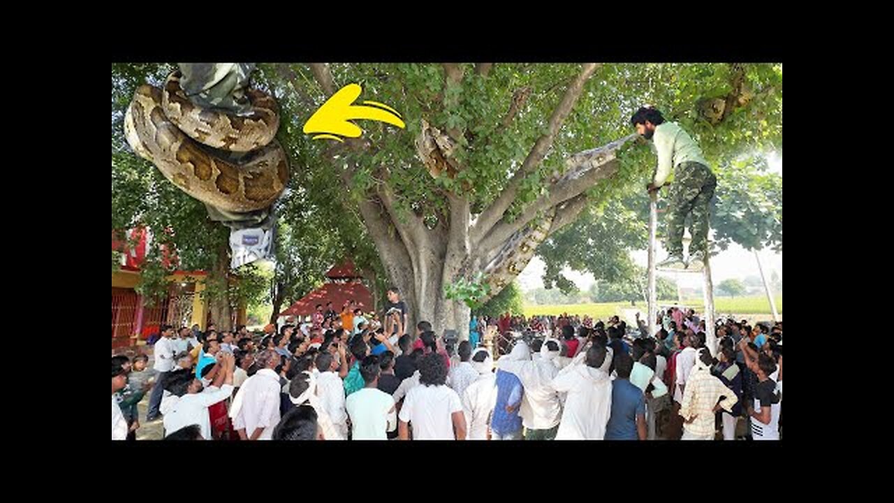 Giant Python Grips Devotee at Baba Vishwakarma Temple!”
